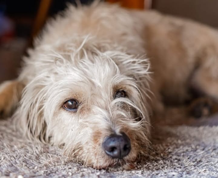 Família procura por Murdock, cão dócil e com dificuldades de enxergar